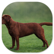 Beauty of Darkred 'Brie' von Fichtenberg