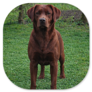 Beauty of Darkred 'Brie' von Fichtenberg