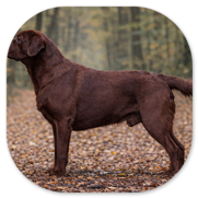 "Buck" Zion's Giant Dark Red Rock of Lakeview Labradors mein aktuellster Rüde im Zuchteinsatz.