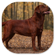 Lucie Lexie's upgrade to Darkfoxred von Fichtenberg