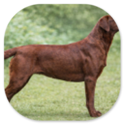 Unique Darkred Courage 'Skylar' von Fichtenberg