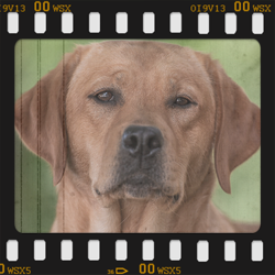 Vana Red Shadow von Fichtenberg