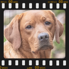 Final Red Filou of Xenia von Fichtenberg