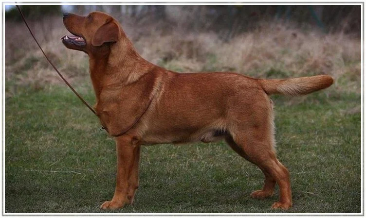 Rubywood Little Gentleman Jack