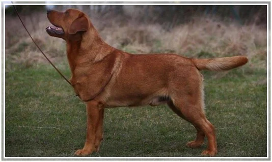 Rubywood Little Gentleman Jack