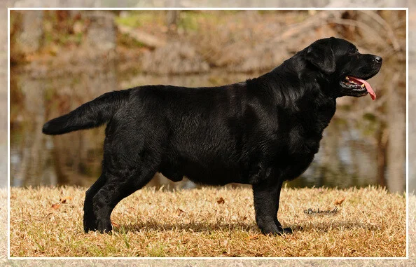 WIT'S END JACKS OR BETTER AT BLACKWING