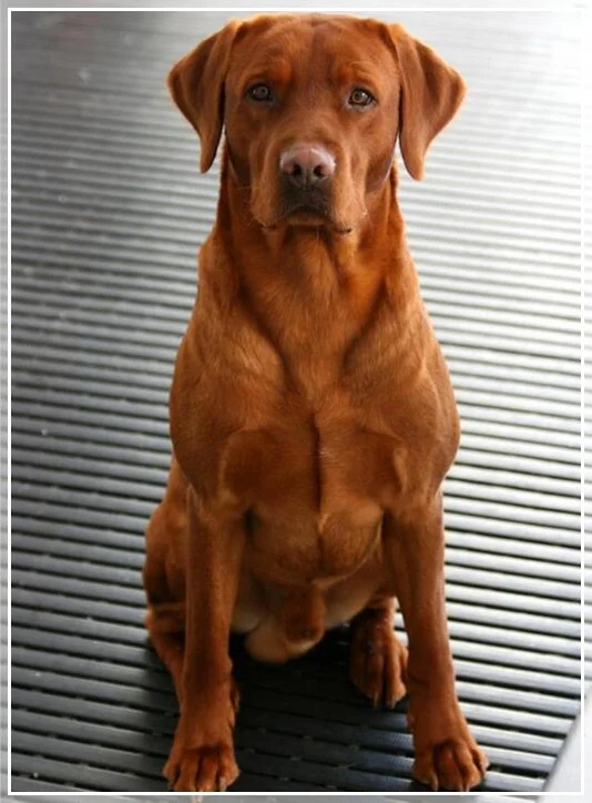 HUNTFILD'S RED BARON