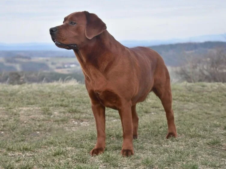 Blackberry Hill's Dark Red Jackson, AKC Import Rüde