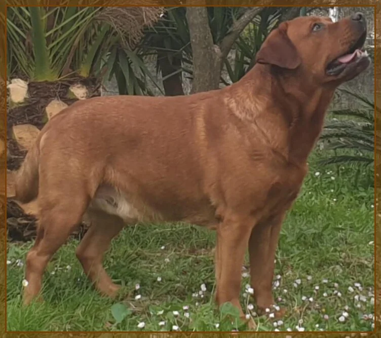 Braveheart Sophie of Lakeview Labradors<br />Rufname: Chicago