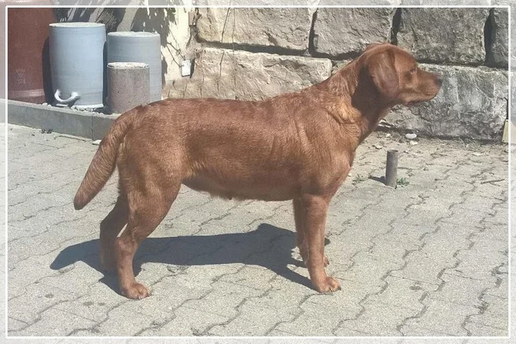 Brenda Red Flame von Fichtenberg