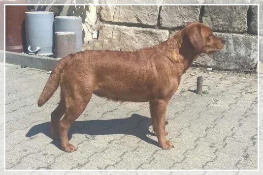 Brenda Red Flame von Fichtenberg