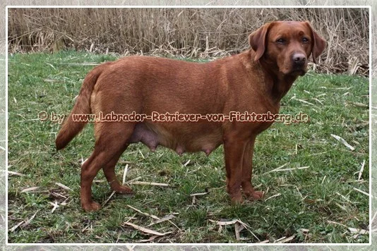 Queen Elisabeth von der Holzmühle