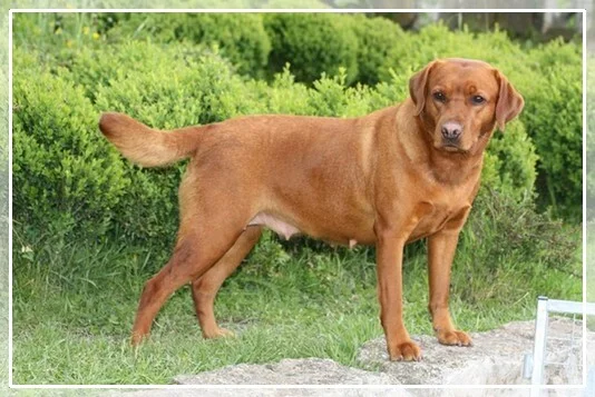 Queen Elisabeth von der Holzmühle