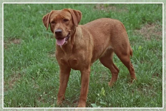 Amber Rose  von Fichtenberg