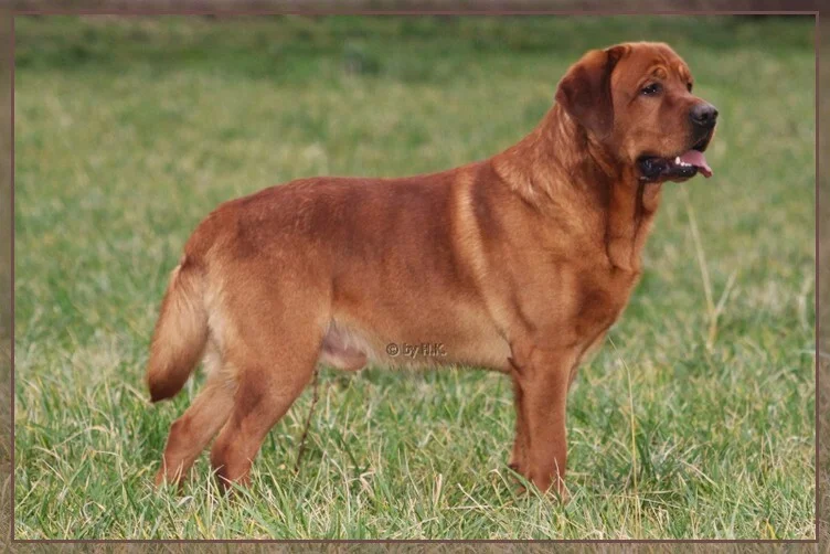 Rubywood Little Gentleman Jack