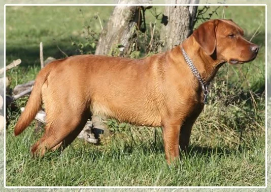 Queen Mary von der Holzmühle