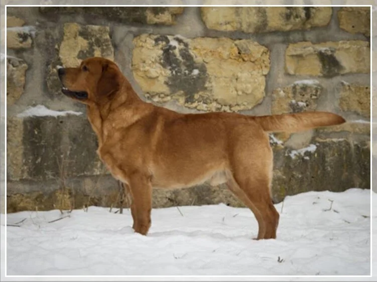 IRON HILL'S TRUSTY ONE