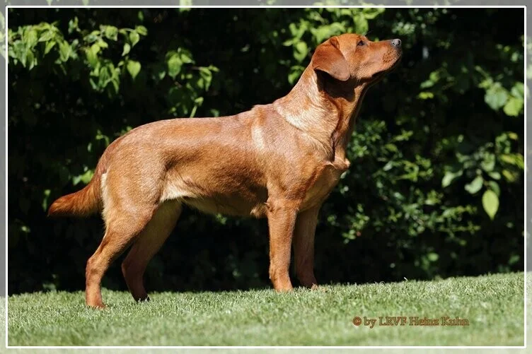 Lexie ist eine ehemalige Zuchthündin. Geboren am 18.01.2017.<br />Staus: Sie ist in Rente.