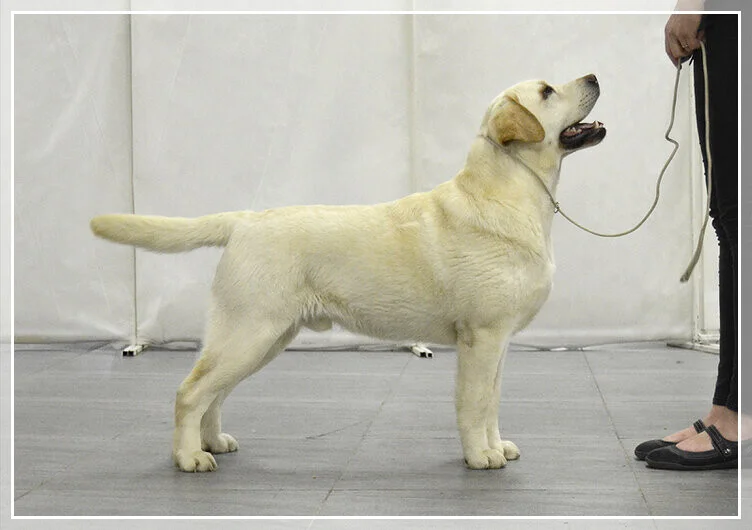 LAB'SPB WISH ME LUCK NORNIX