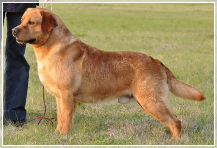 PENARA'S BLACKFORK AMAZIN CAJUN TATE