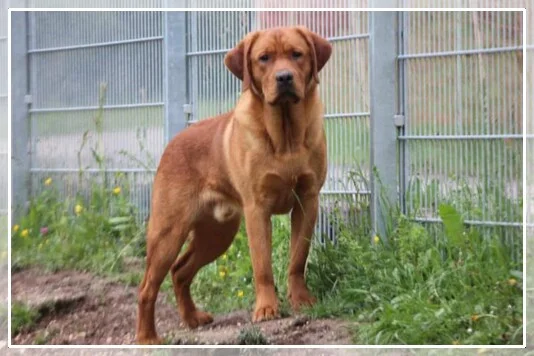 Young Red Love Ringo Star von Isininga