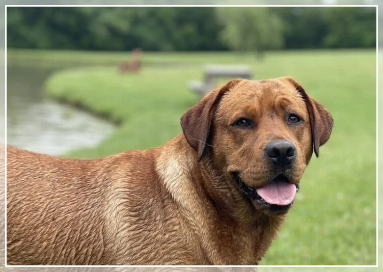 SAYLOR'S RED SKY DELIGHT OF GANDER ARCES