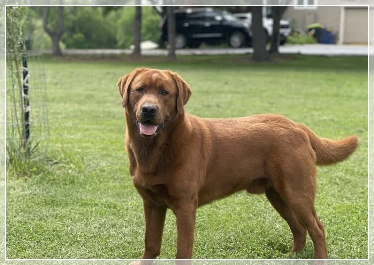 SIR BENTLEY OF BLACKBERRY HILL