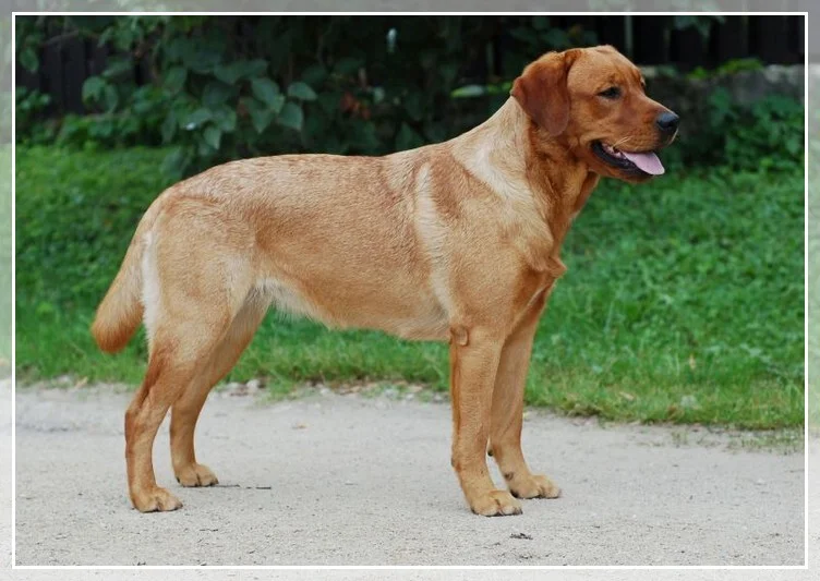 KEEPSAKES'S SWEET RASPBERRY