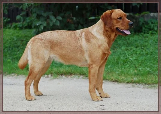 KEEPSAKES'S SWEET RASPBERRY