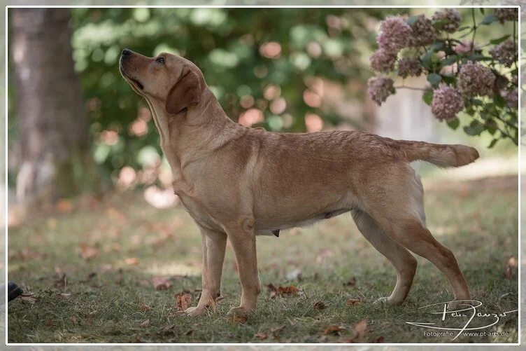 Vana Red Shadow von Fichtenberg