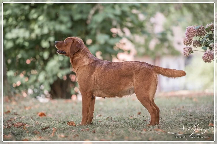 Onawa Shawnee Red Light von Fichtenberg