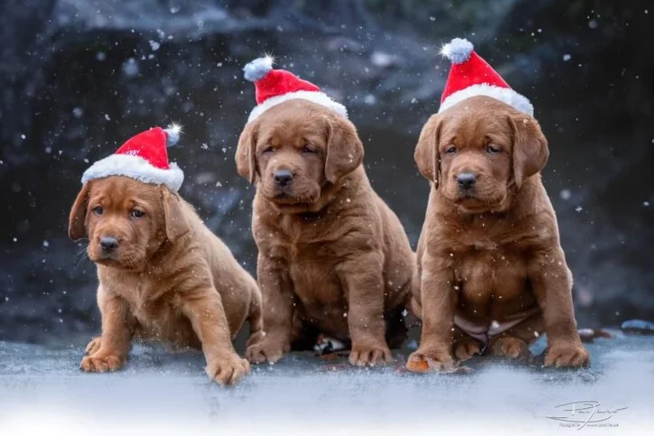 Wir erwarten Welpen im Dezember! Zur Wurfplanung.
