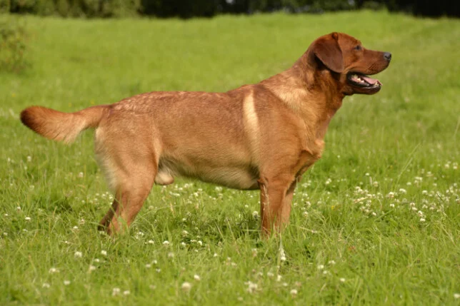 Xenia Red Sugar von der Holzmühle