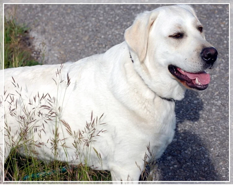 A SENSEOF PLEASURE'S AMELIE