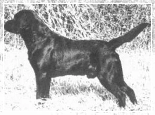 REANACRE MALLARDHURN THUNDER